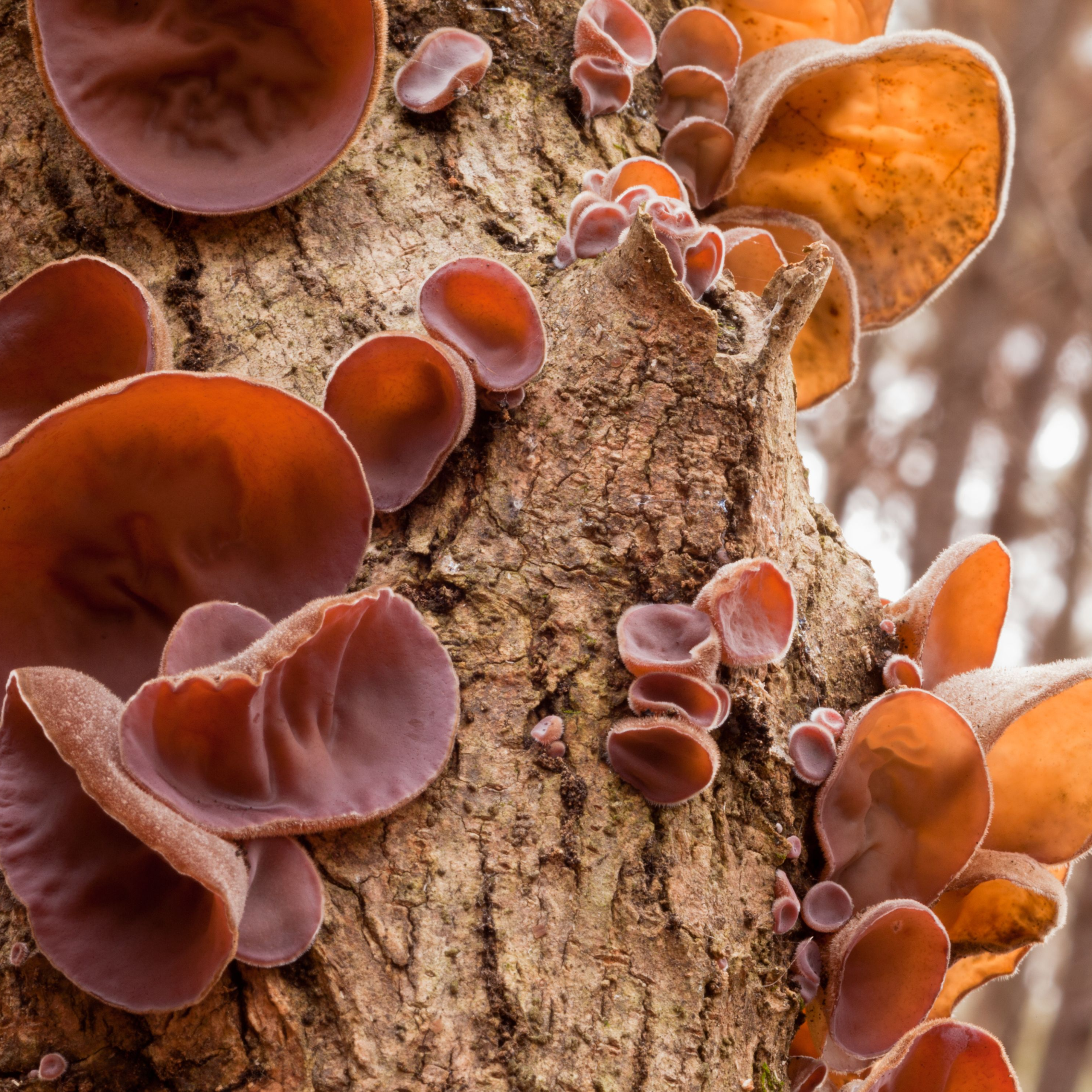 Ekologiški Ausiagrybio (Auricularia auricula) - džiovinto grybo milteliai