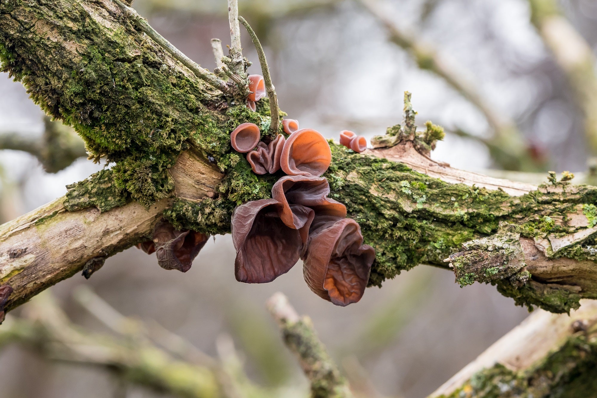 Ekologiški Ausiagrybio (Auricularia auricula) - džiovinto grybo milteliai