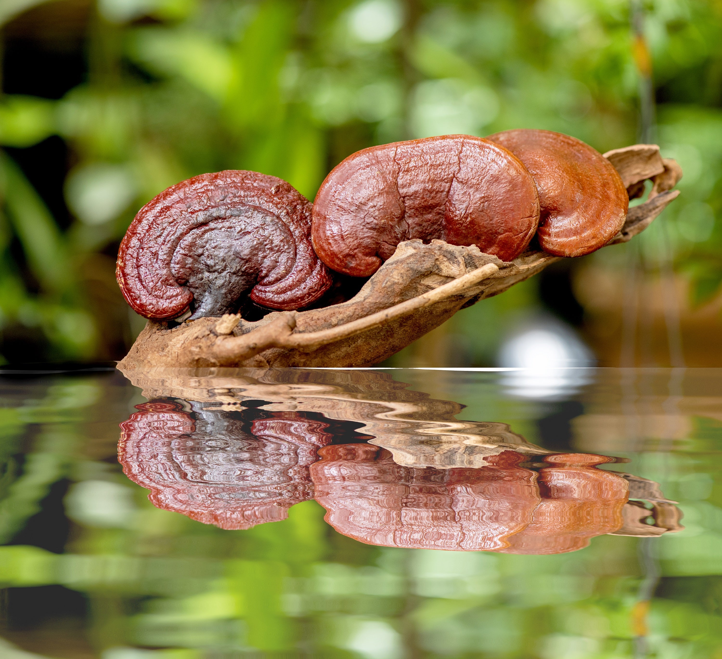 Intensīvi barojošs šampūns ar REISHI ekstraktu - MISHKAY. 200 ml