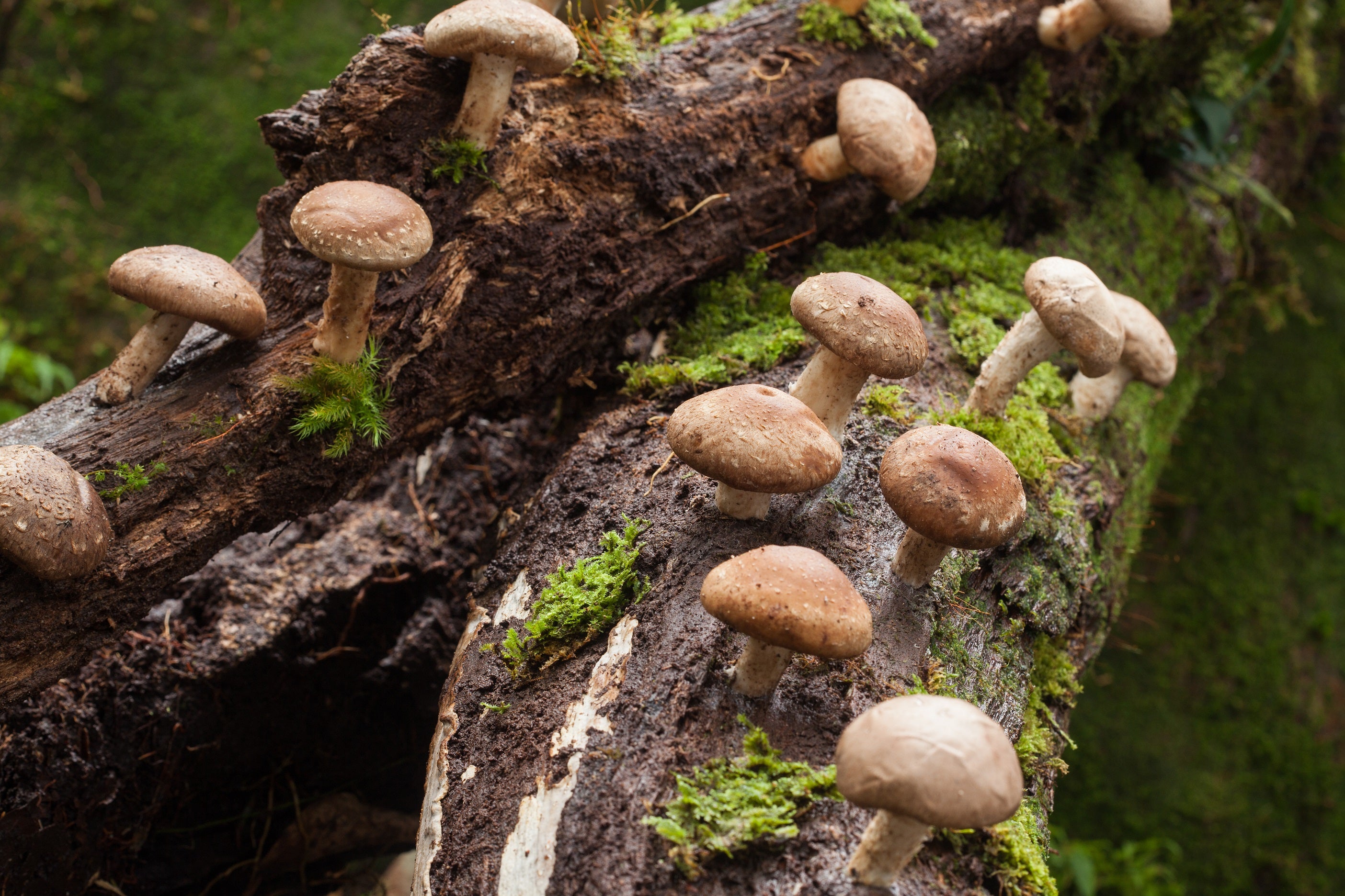 Pretgrumbu serums ar Reishi un Šitaki sēņu ekstraktiem, 30 ml