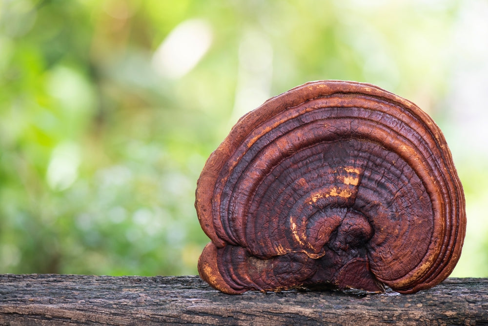 Reishi grybo ekstraktas - tinktūra (MAISTO PAPILDAS). NAUJAS RECEPTAS (100 ml)