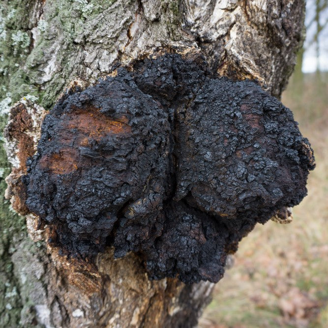 Organiskās Čaga (melnās bērzu piepes) pulveris. Uztura bagātinātājs