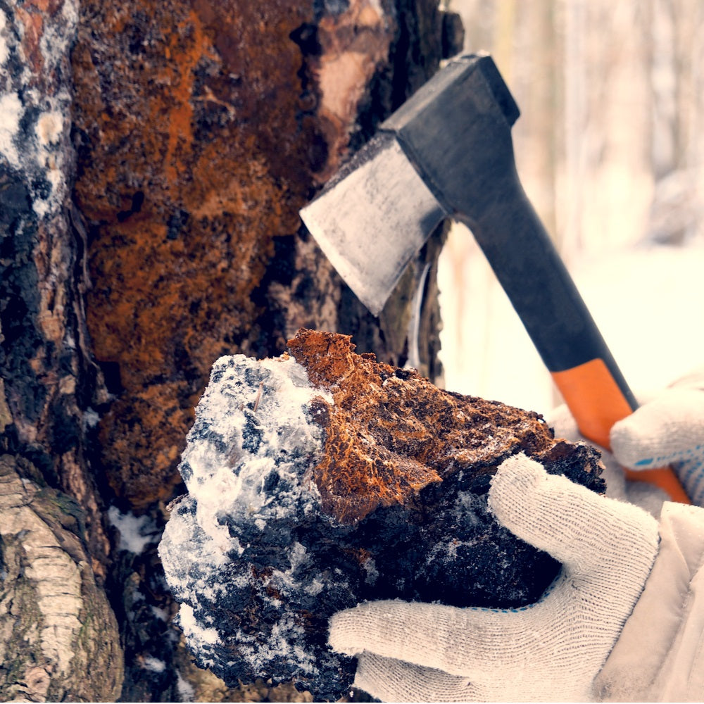 Organiskais Chaga (melnā bērza sēņu) pulveris. Papildinājums 