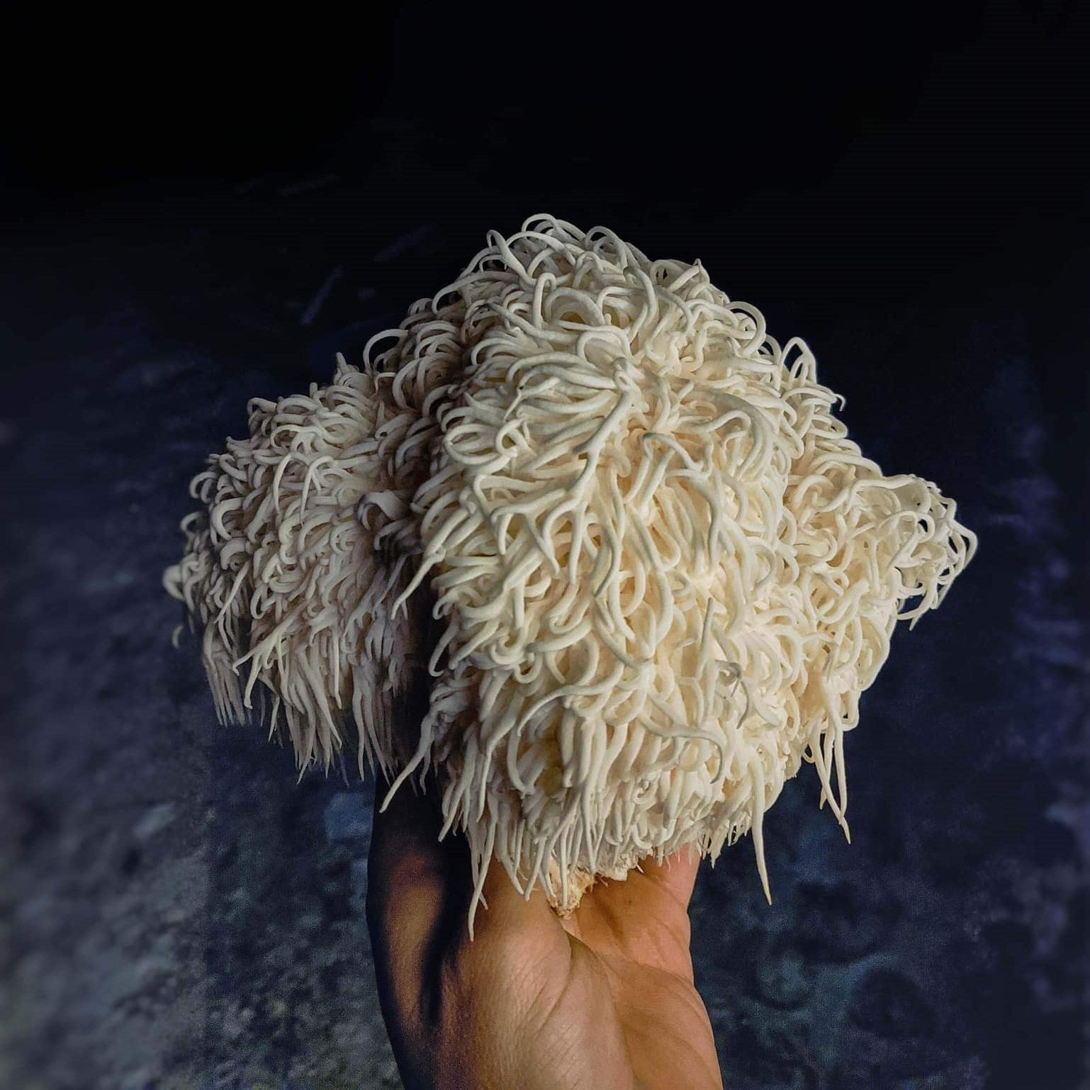 Svaigas Lion's Mane sēnes