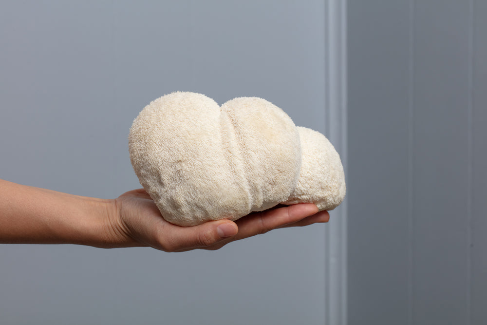 Baltā šokolāde ar Lion's Mane sēnēm, rudzupuķēm un rupjmaizi.
