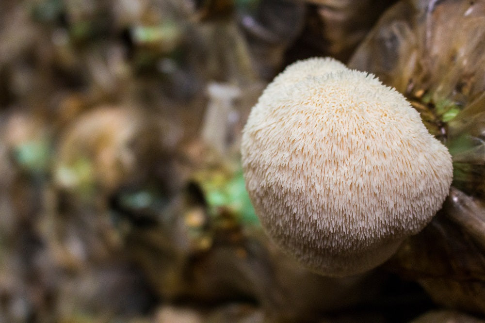 Svaigas Lion's Mane sēnes
