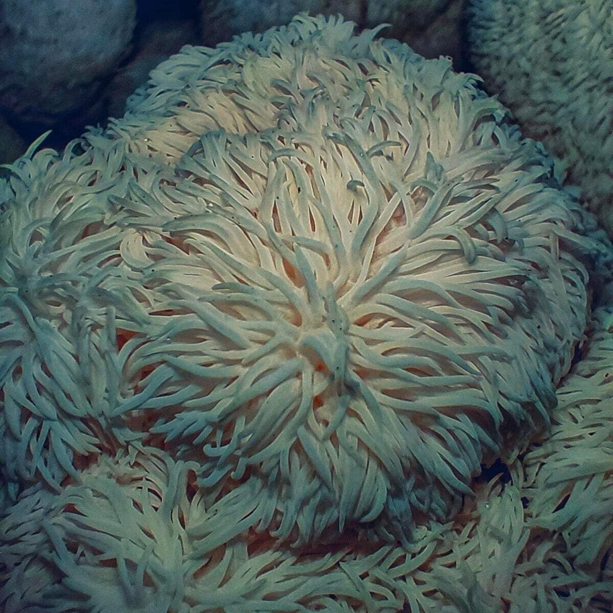 Svaigas Lion's Mane sēnes