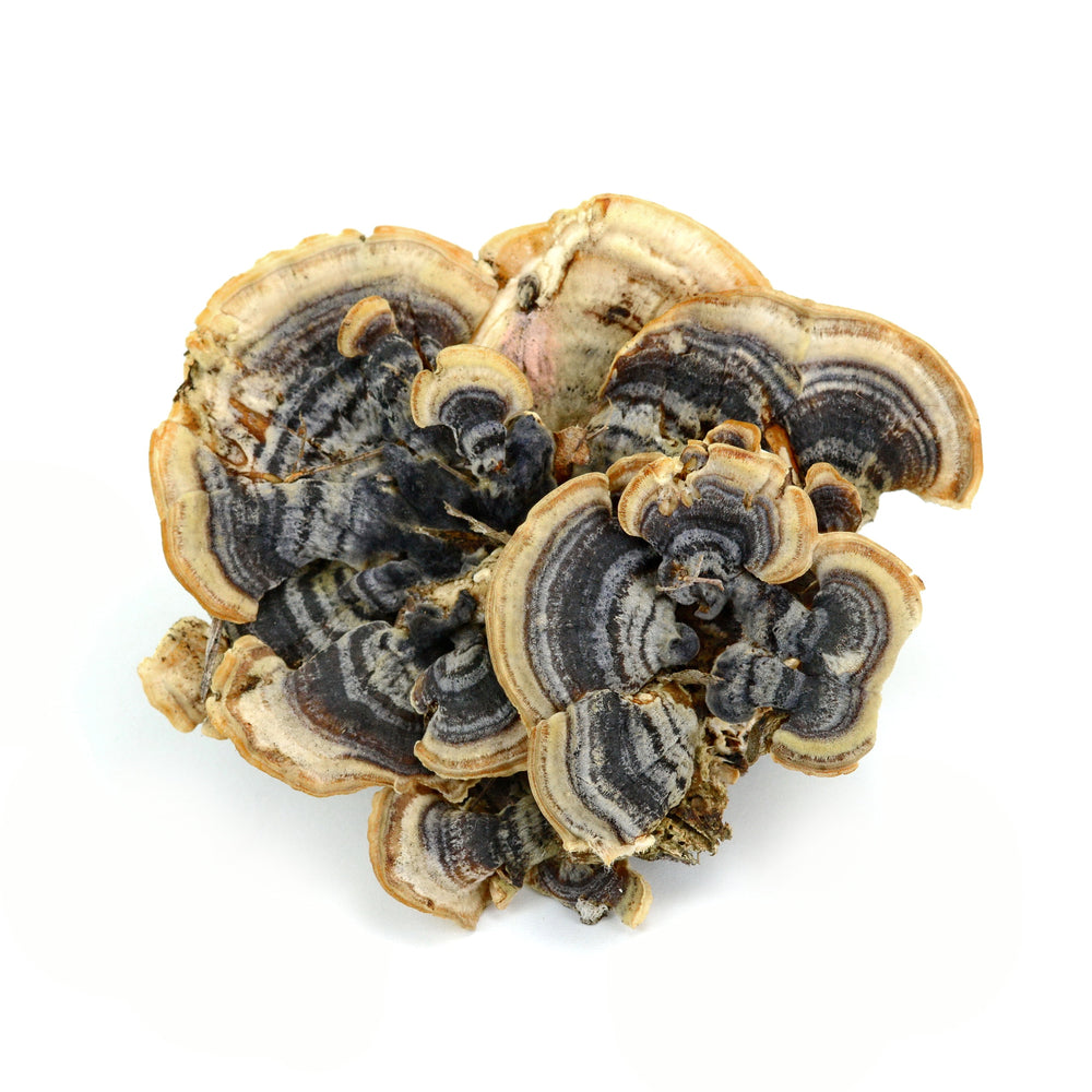 Ekologiški Turkey Tail - džiovintų grybų milteliai